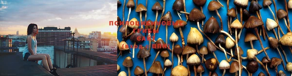 индика Саяногорск